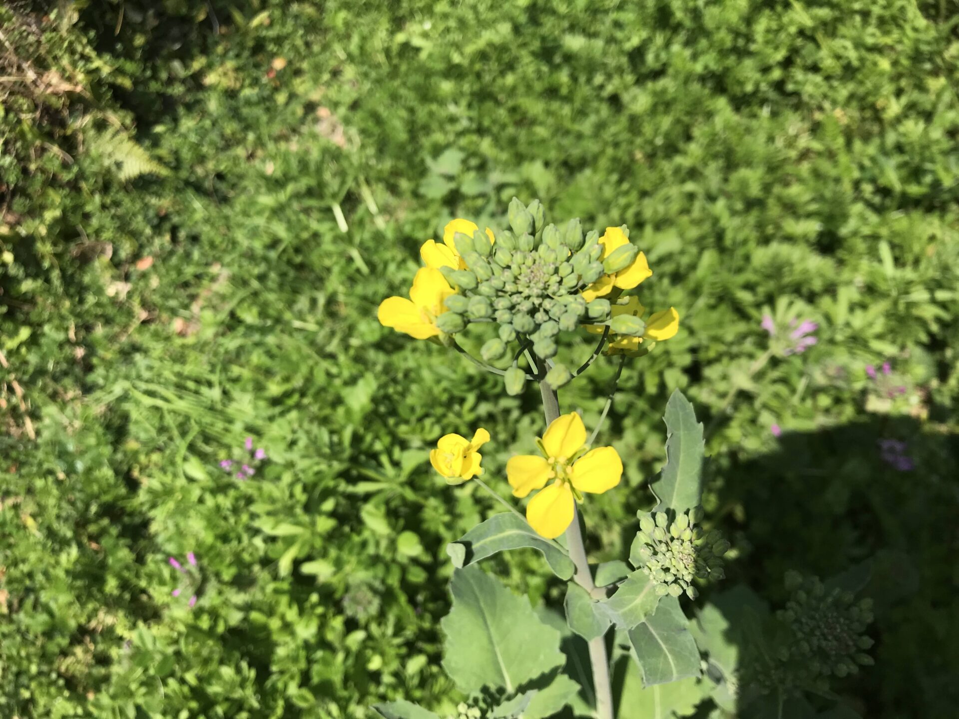 「菜の花の写真に背中を押されて」
